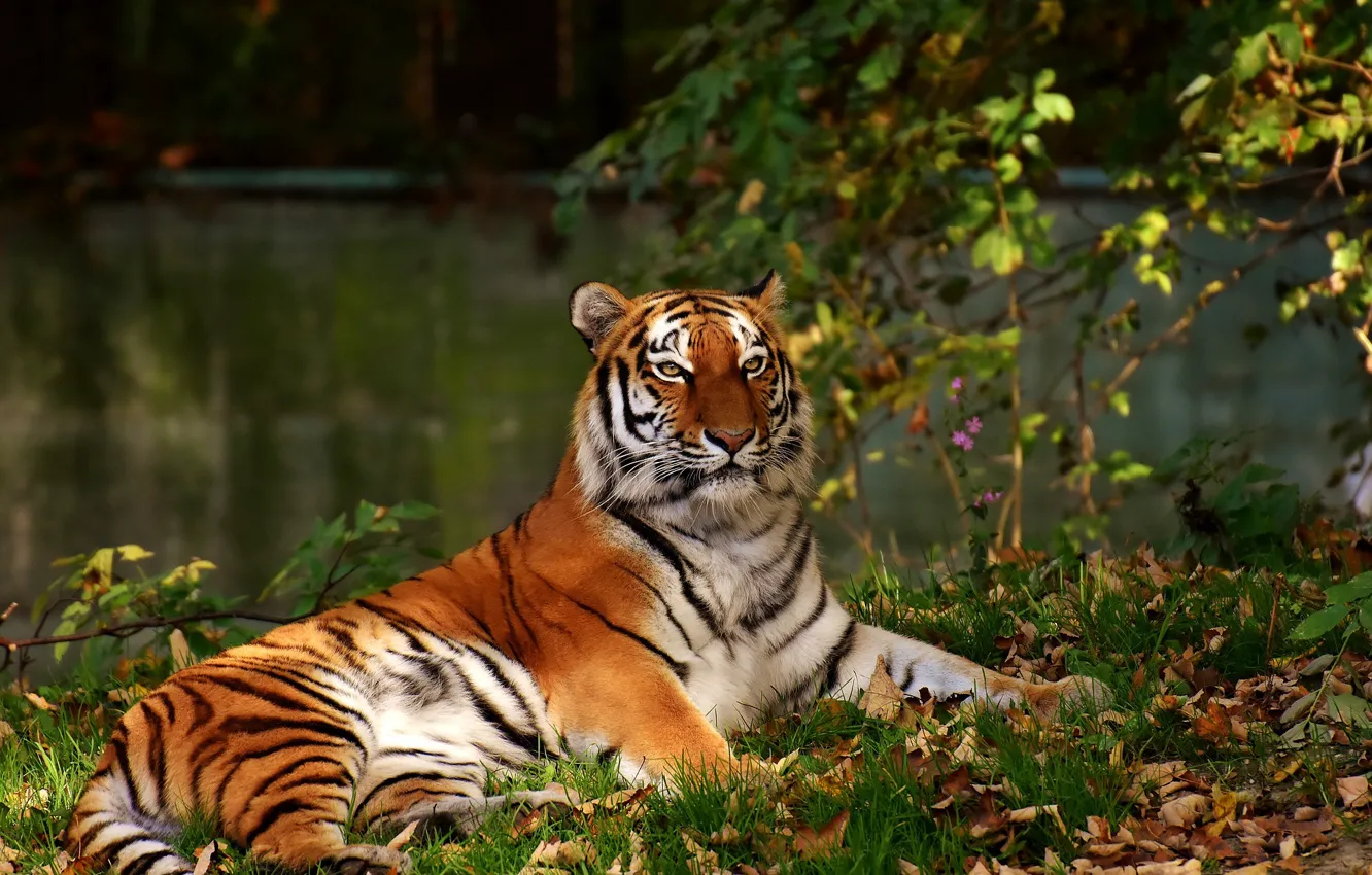 Photo wallpaper cat, tiger, predator, fur, beautiful, dangerous