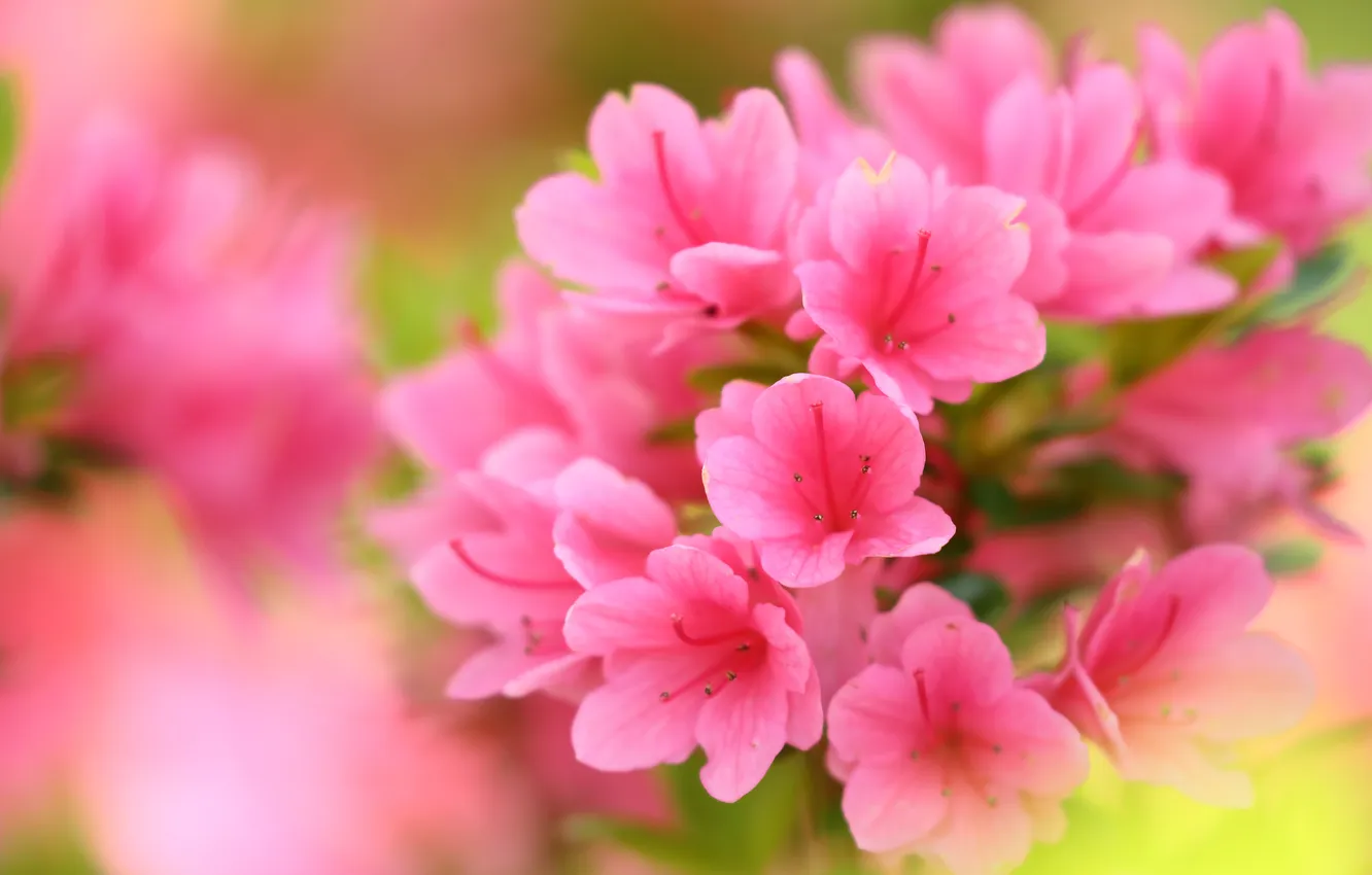 Photo wallpaper flowers, branches, blur, spring, pink, flowering, bokeh, Azalea