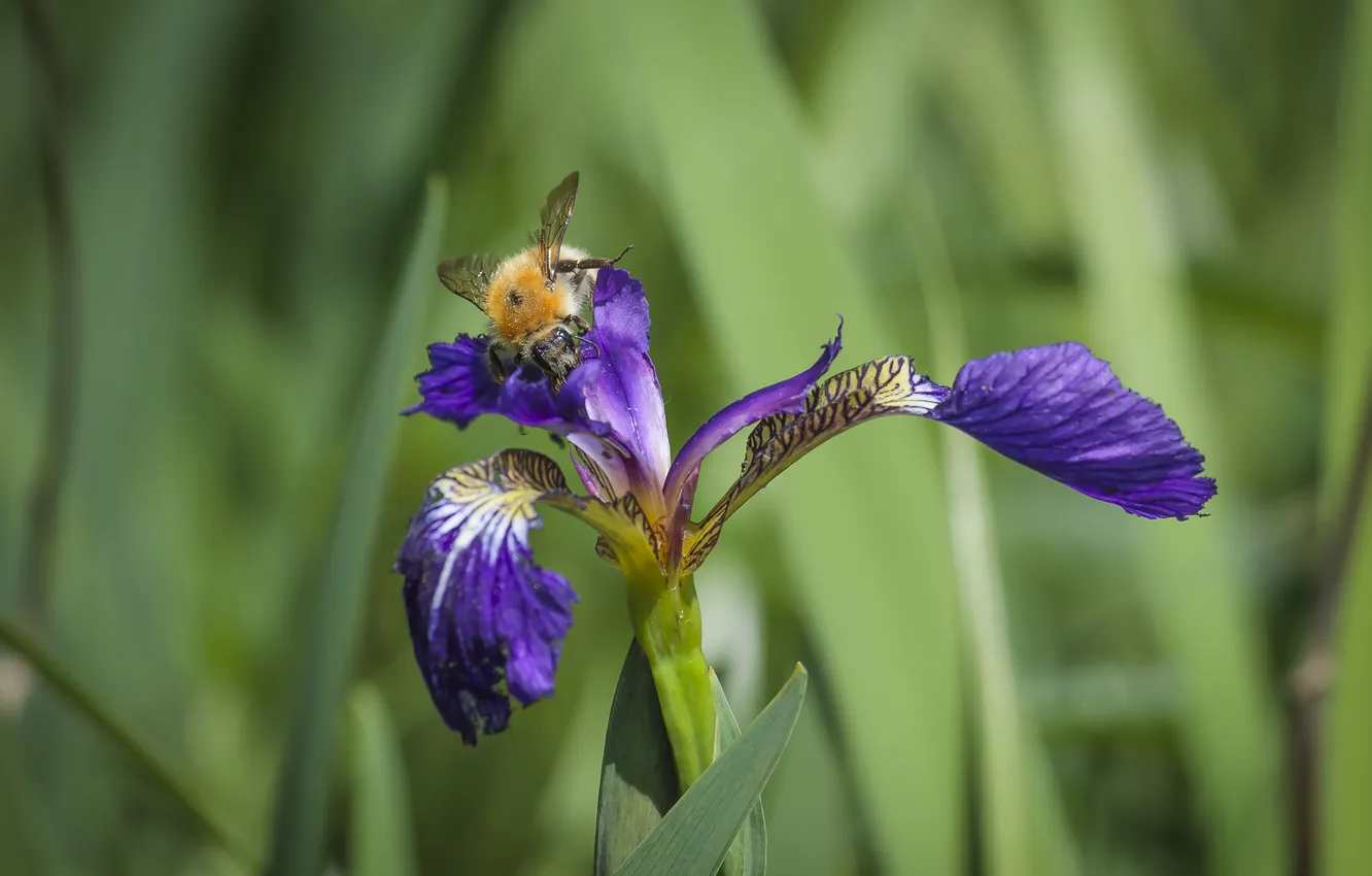 Photo wallpaper flowers, bee, bokeh, iris, Utkin Dmitry