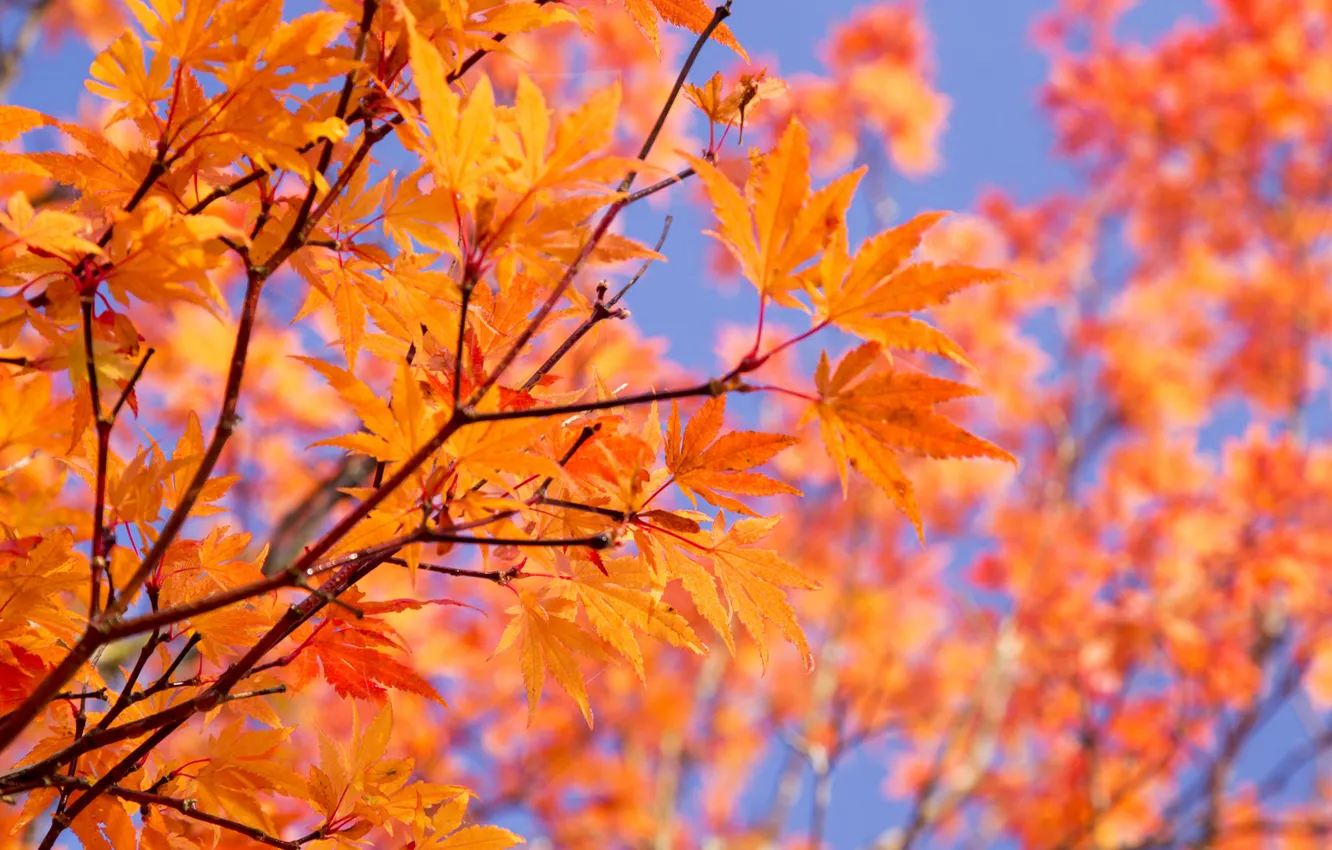 Photo wallpaper autumn, the sky, leaves, branches, paint