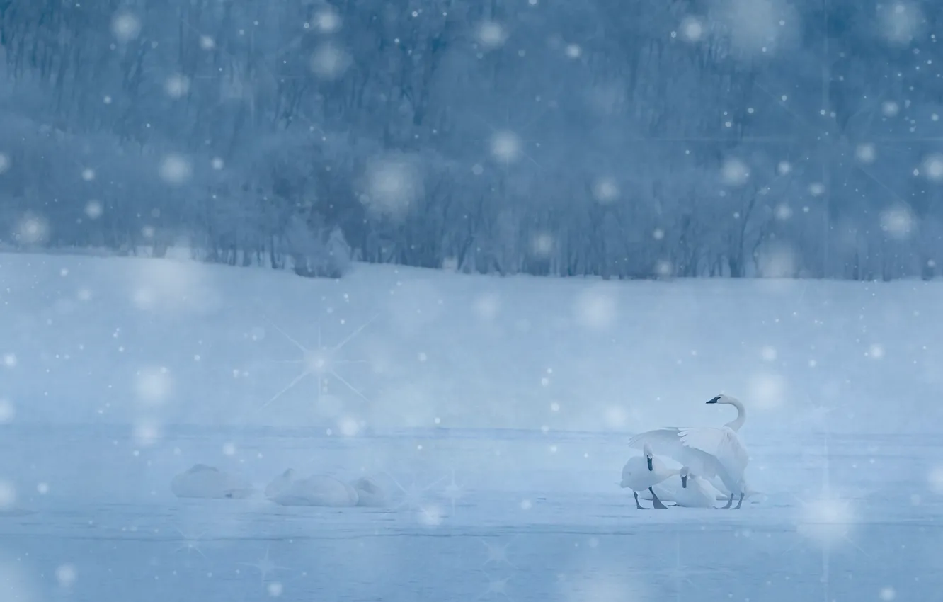Photo wallpaper winter, forest, snow, bird, shore, the snow, white, swans
