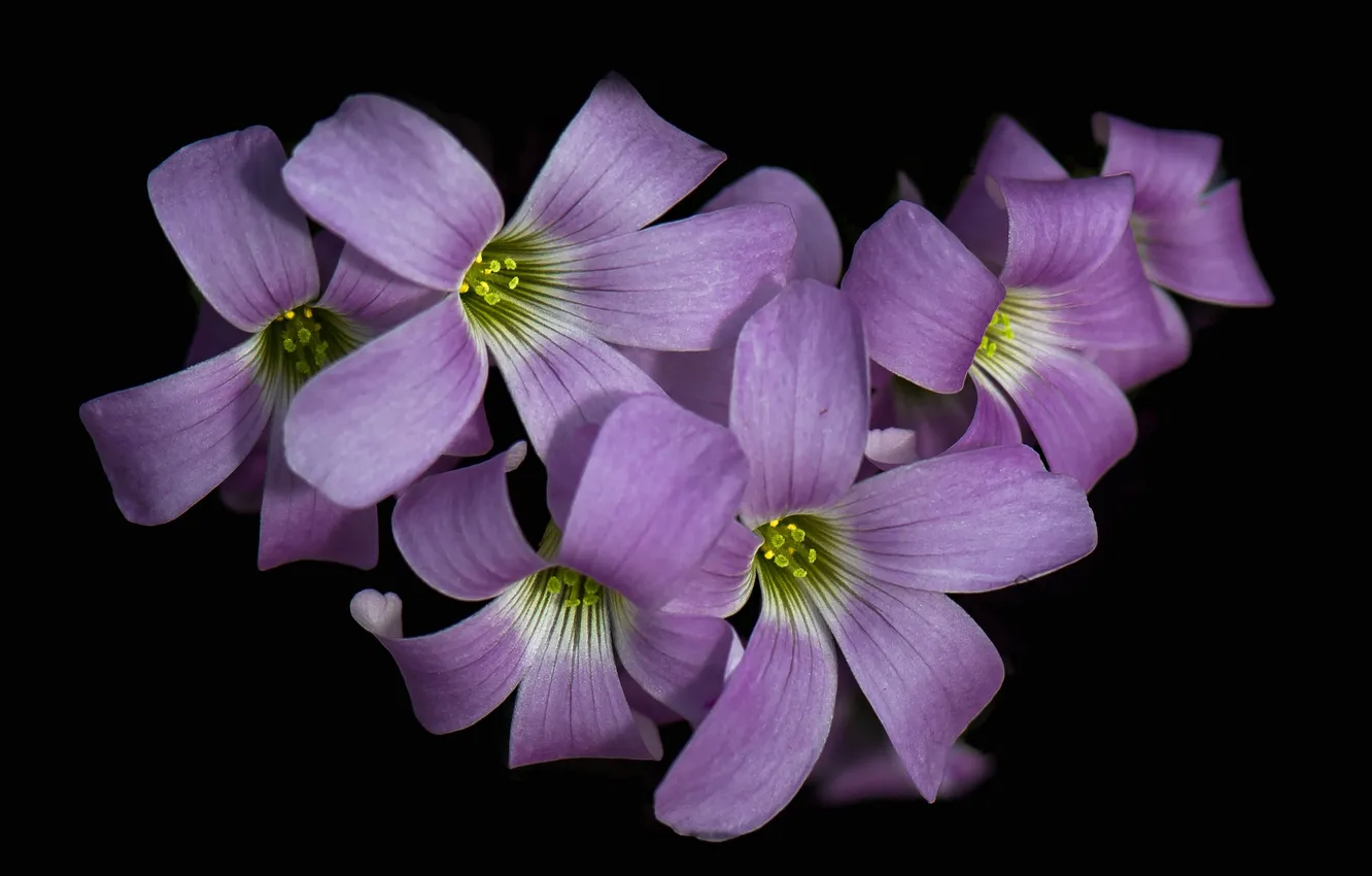 Photo wallpaper flowers, background, paint, petals, inflorescence