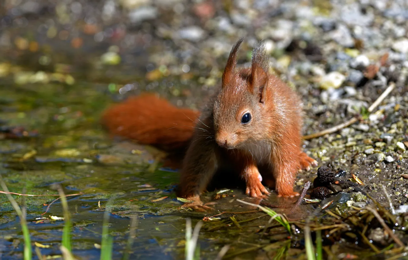 Photo wallpaper look, nature, pose, background, shore, protein, red, pond