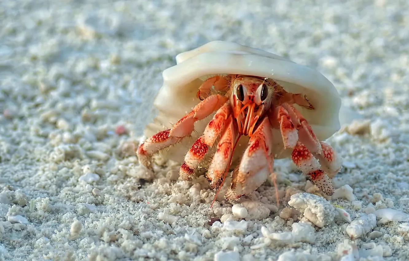 Photo wallpaper red, pebbles, shore, crab, stones, shell