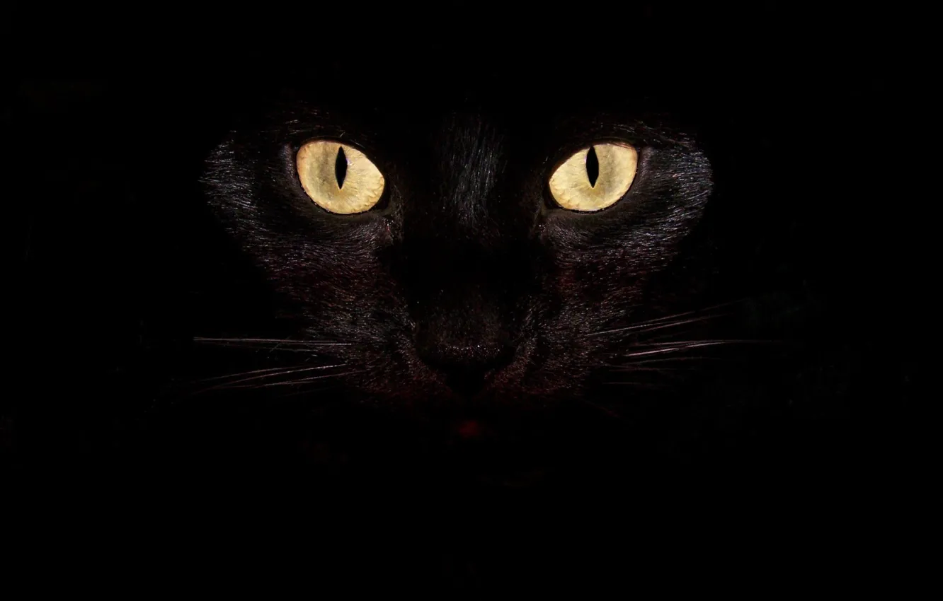 Photo wallpaper black, cat, animal