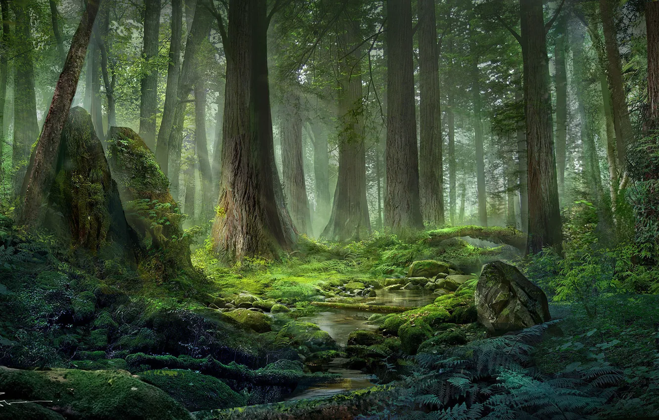Photo wallpaper forest, nature, art, Jeremy Chong, jeremy chong