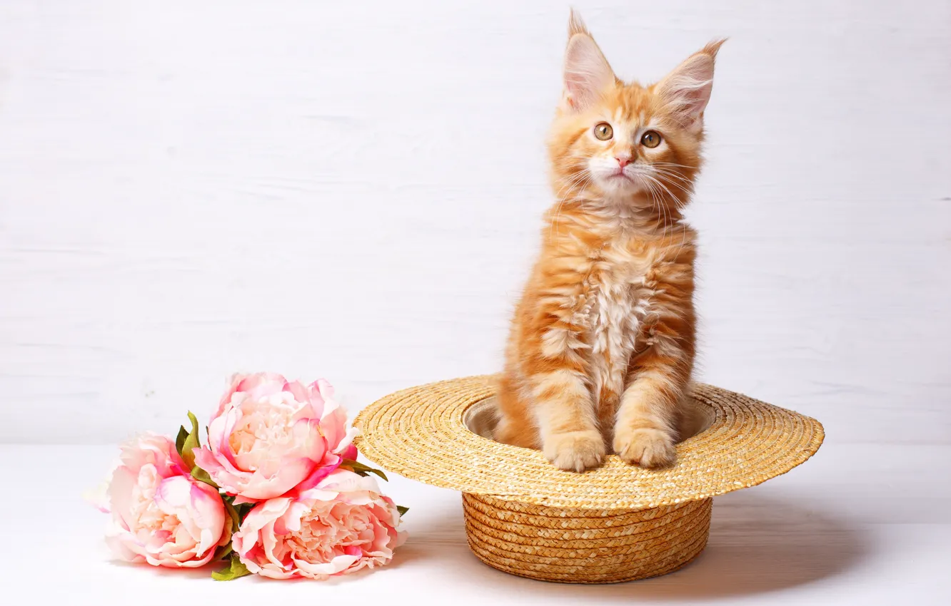 Photo wallpaper flowers, hat, kitty