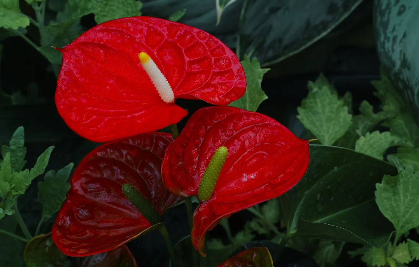 Photo wallpaper drops, red, Rosa, Anthurium, Flower Flamingo