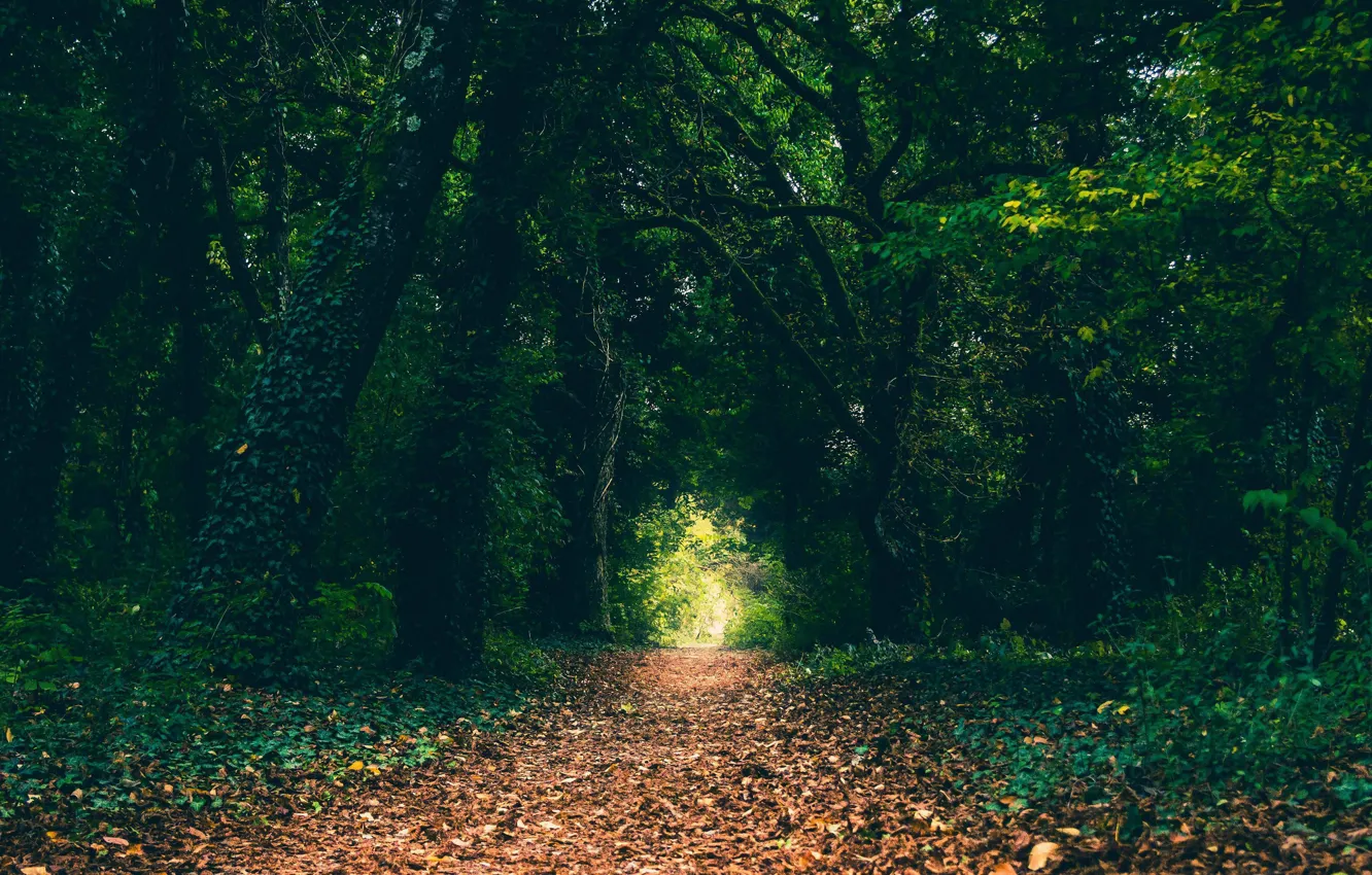 Photo wallpaper forest, summer, leaves, trees, nature, path