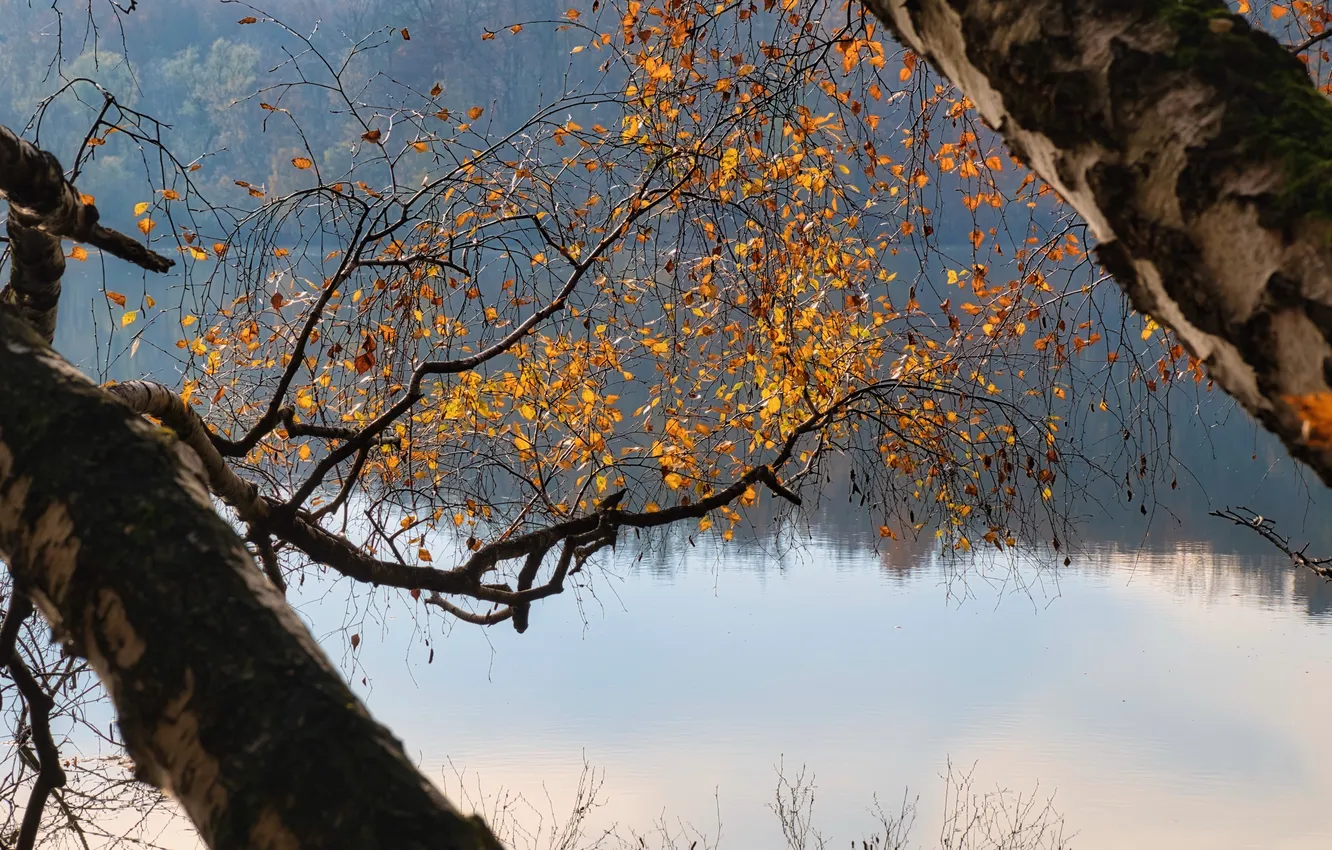 Photo wallpaper autumn, forest, trees, branches, nature, fog, lake, reflection