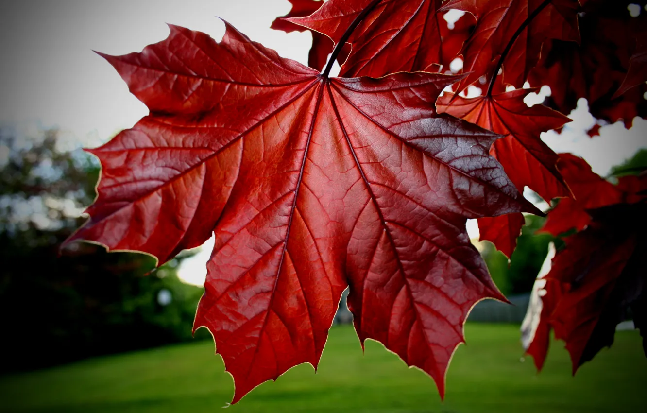 Photo wallpaper leaves, red, maple