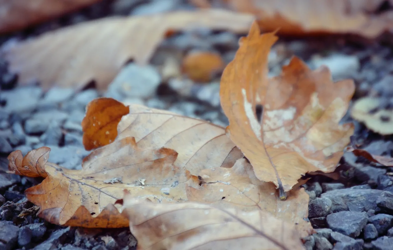 Photo wallpaper autumn, leaves, stones