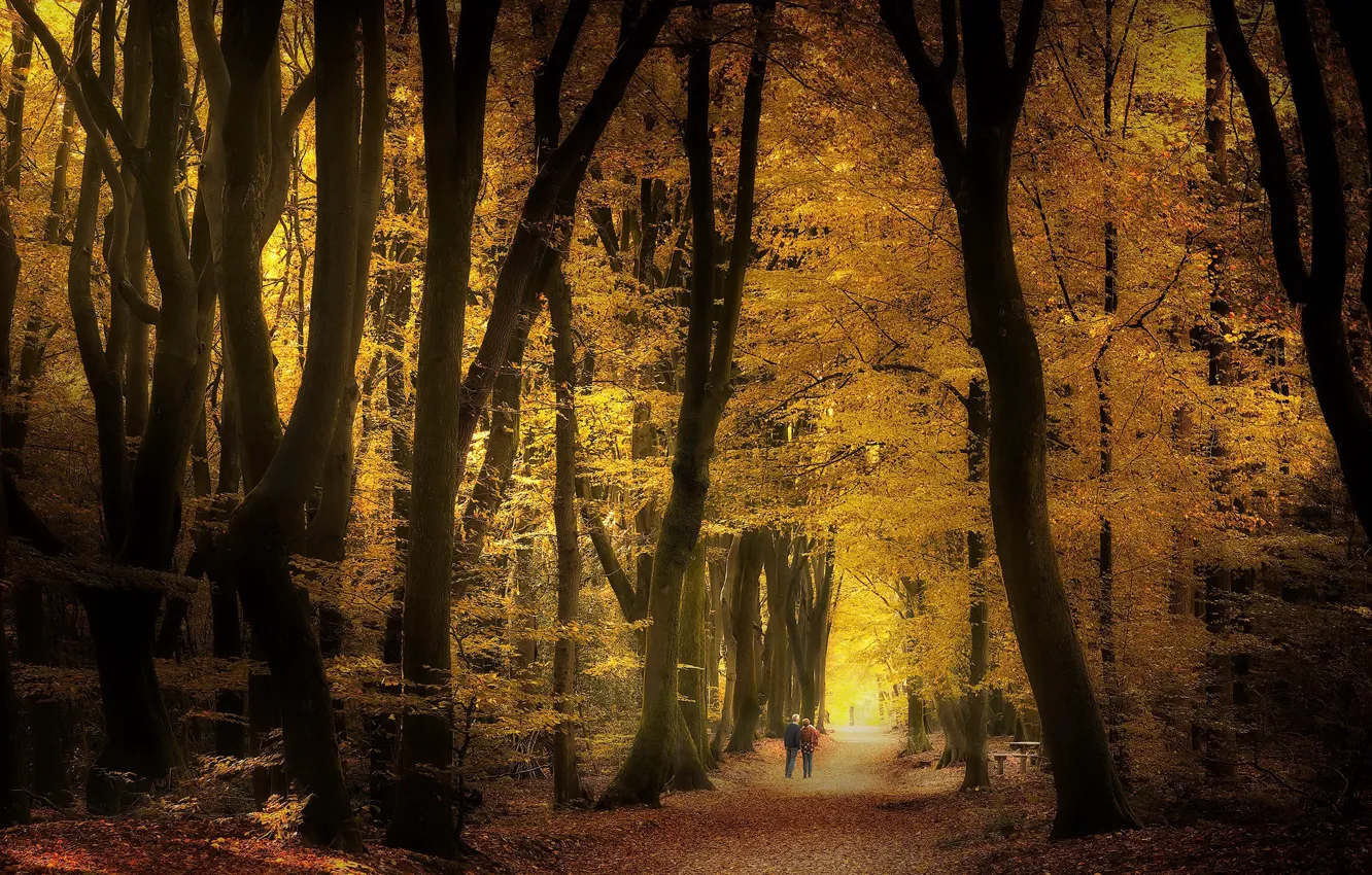 Photo wallpaper Park, autumn, nature
