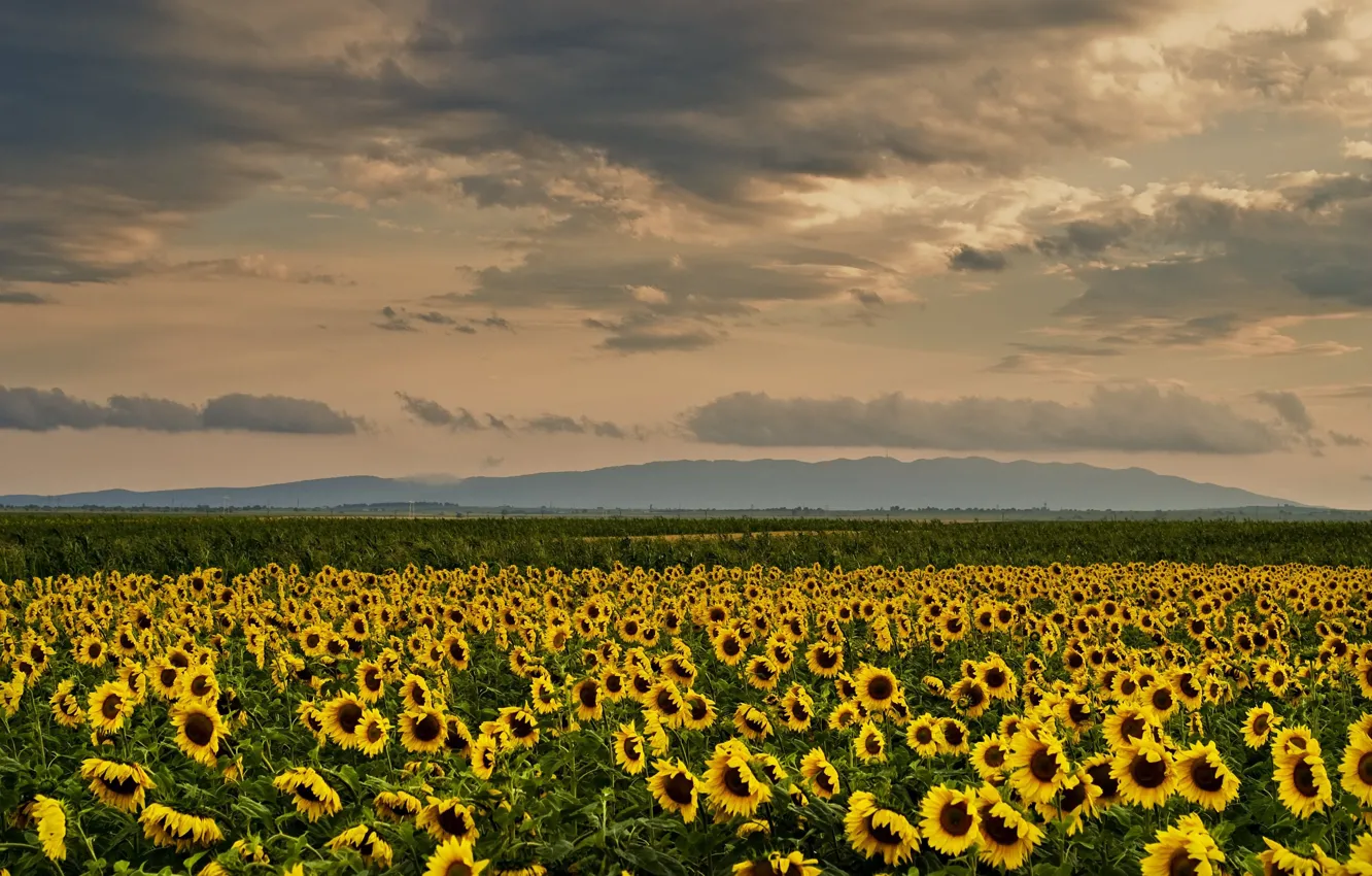 Photo wallpaper field, summer, the sky, clouds, sunflowers, flowers, mountains, yellow