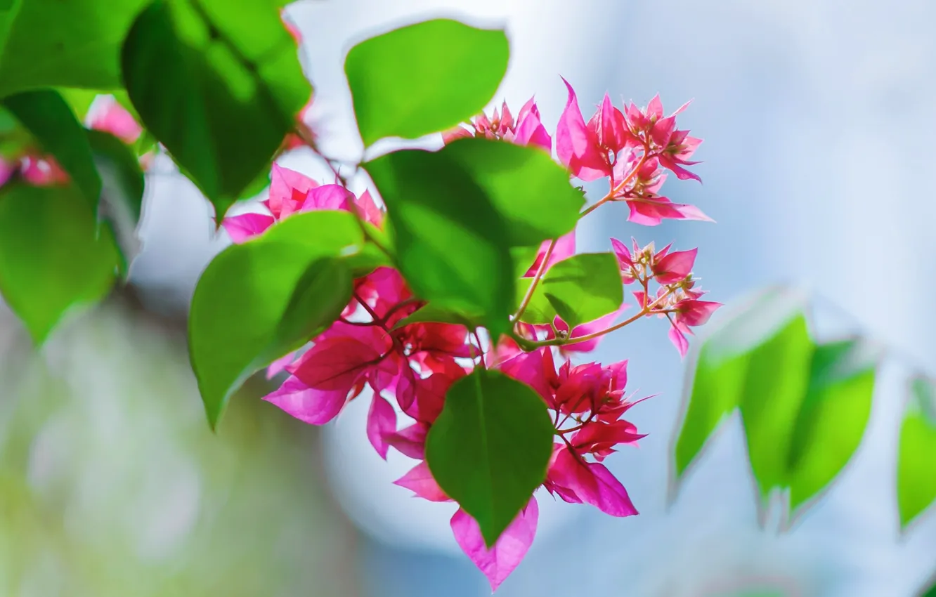 Photo wallpaper summer, leaves, flowers, nature, background, Wallpaper, wallpaper, picture