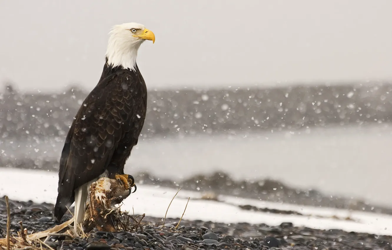 Photo wallpaper snow, roots, stones, bird, eagle, stump, bald eagle