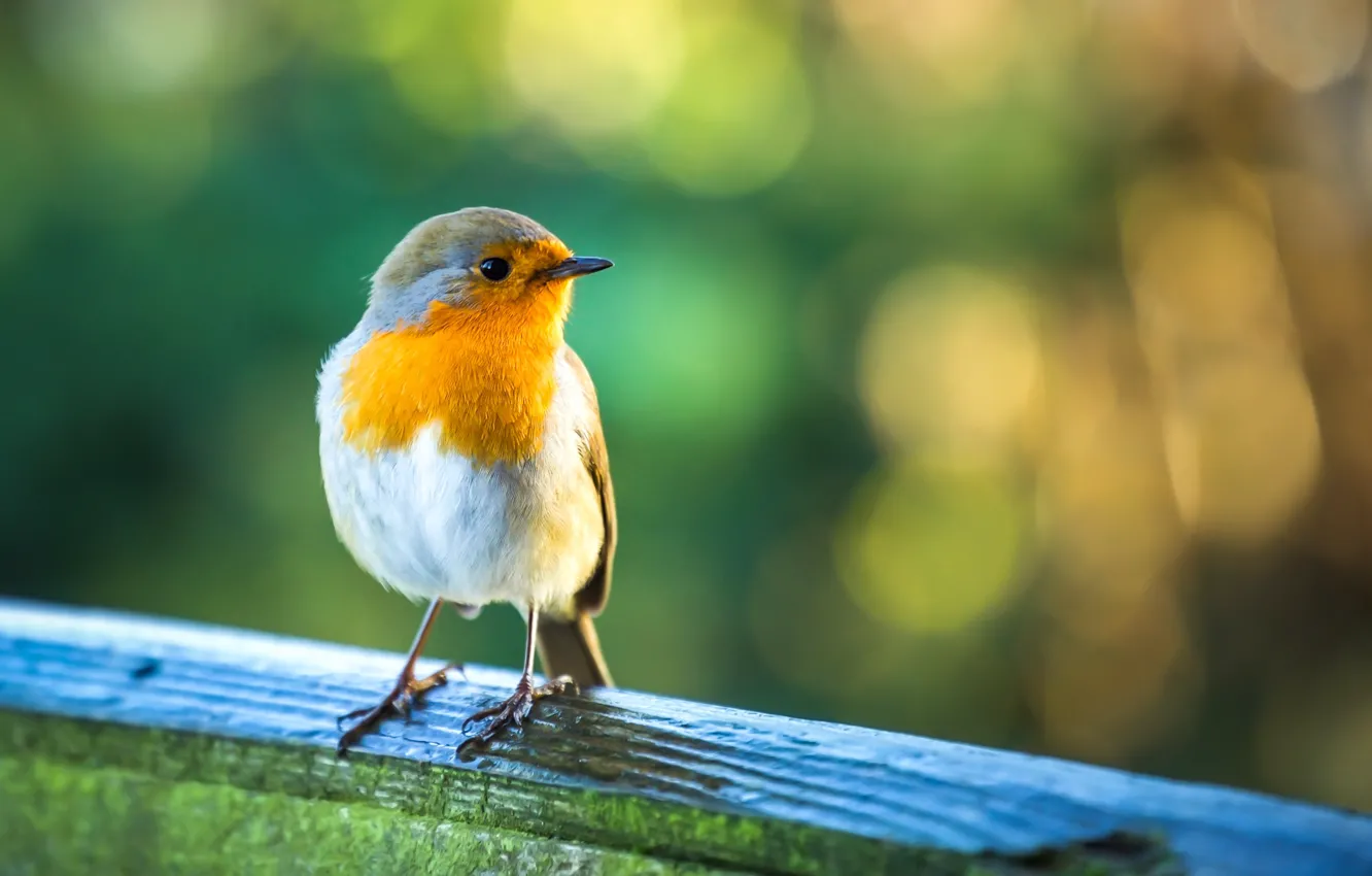 Photo wallpaper background, bird, Board, bokeh, Robin