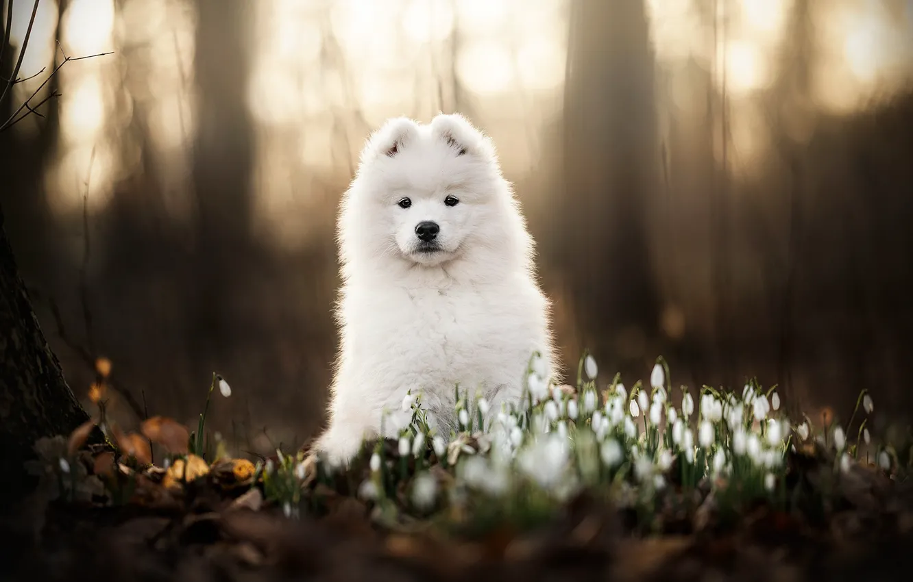 Photo wallpaper white, look, nature, pose, dog, face, Samoyed