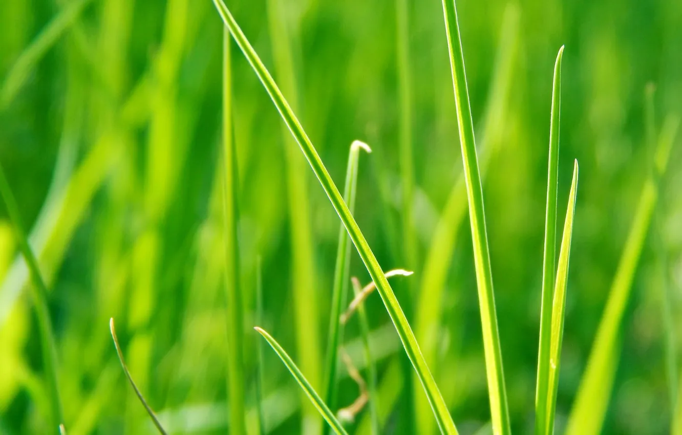 Photo wallpaper greens, forest, summer, grass, the sun, green, earth, brightness