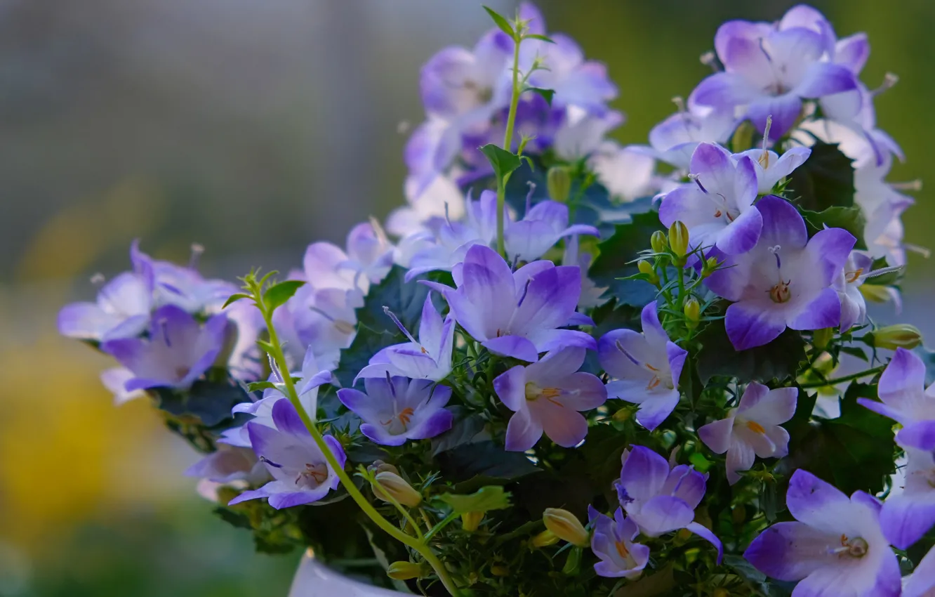 Photo wallpaper flowers, bouquet, bells, lilac, bokeh