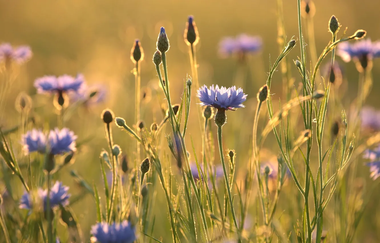 Photo wallpaper field, light, flowers, meadow, lilac, bokeh, cornflowers