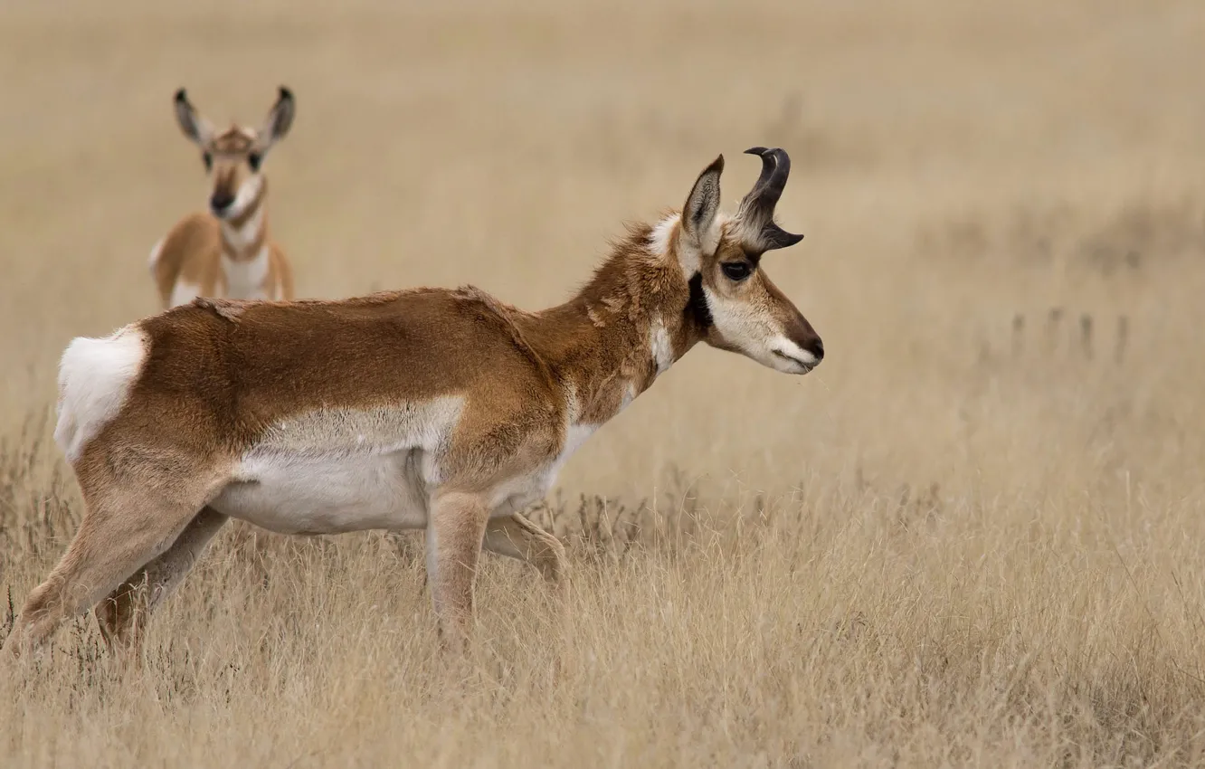 Photo wallpaper grass, nature, horns, antelope, pronghorn