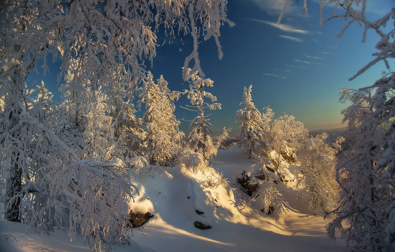 Photo wallpaper forest, the sky, snow, winter forest