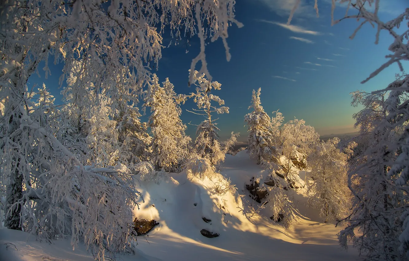 Photo wallpaper forest, the sky, snow, Winter forest