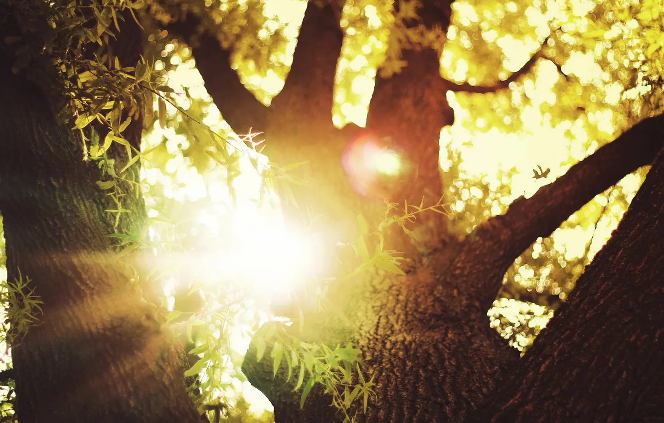 Photo wallpaper light, nature, tree