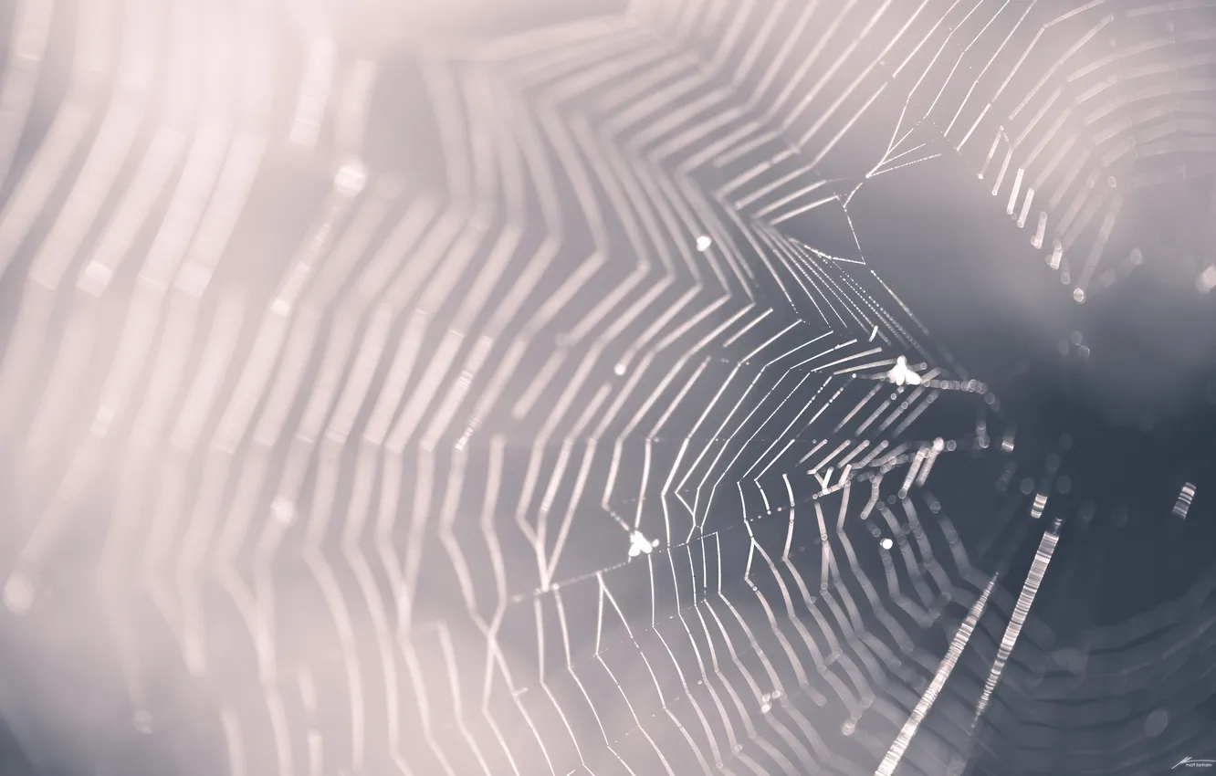 Photo wallpaper macro, nature, photo, Wallpaper, color, web, picture