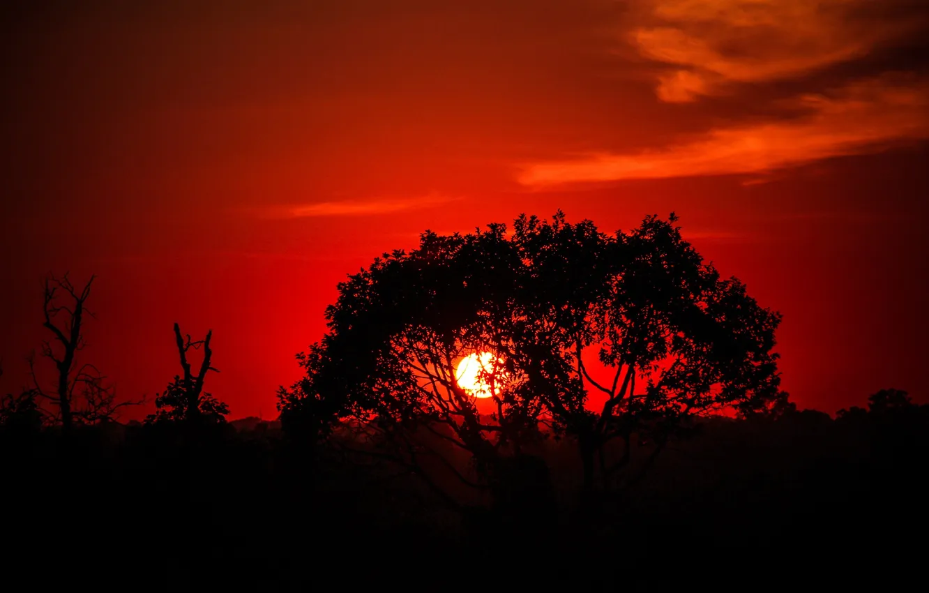 Photo wallpaper the sky, the sun, trees, sunset, silhouette