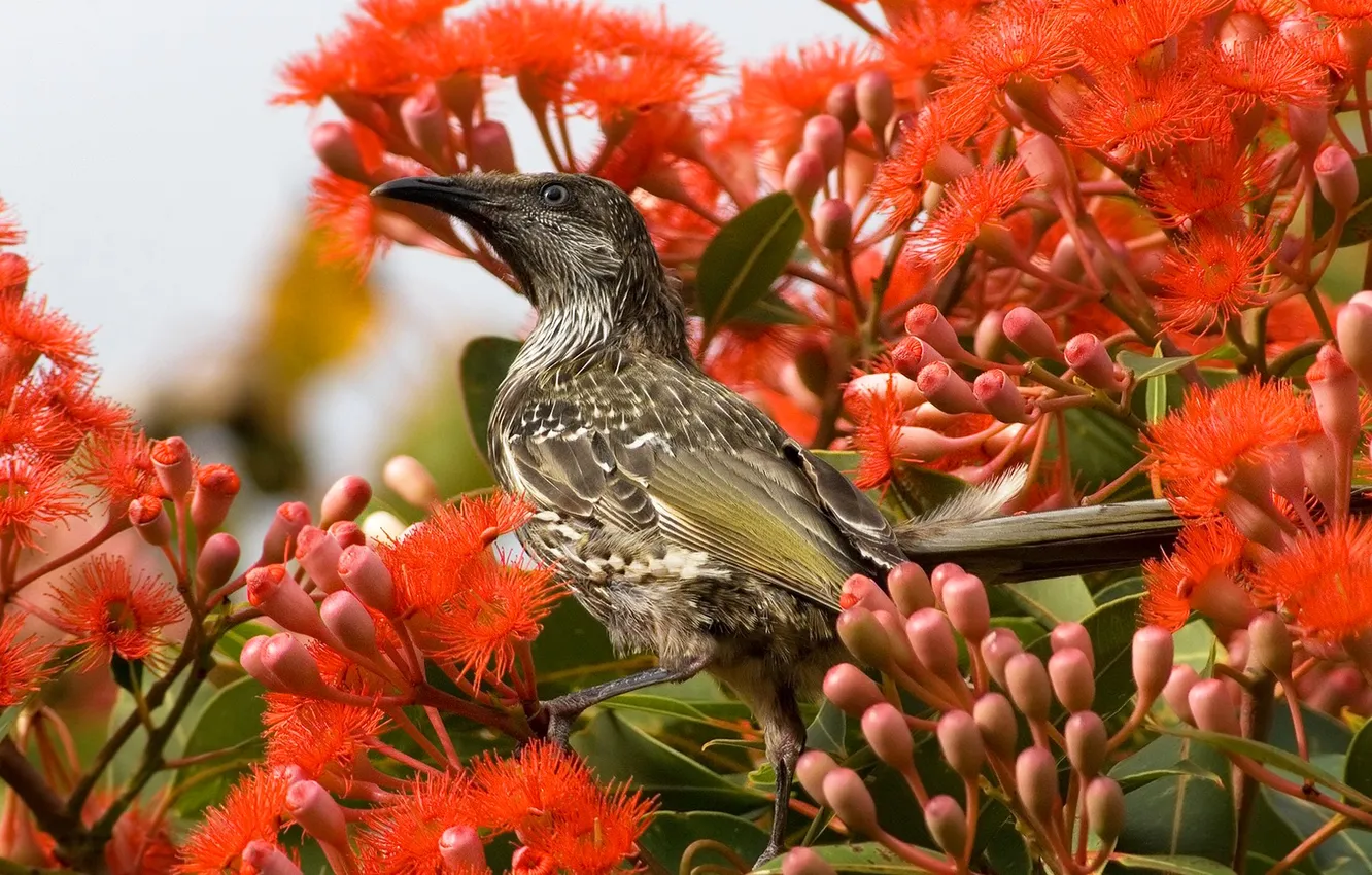 Photo wallpaper flowers, branches, nature, bird