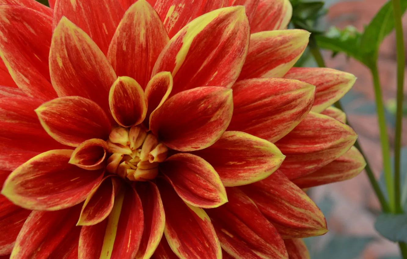 Photo wallpaper flowers, orange, dahlias