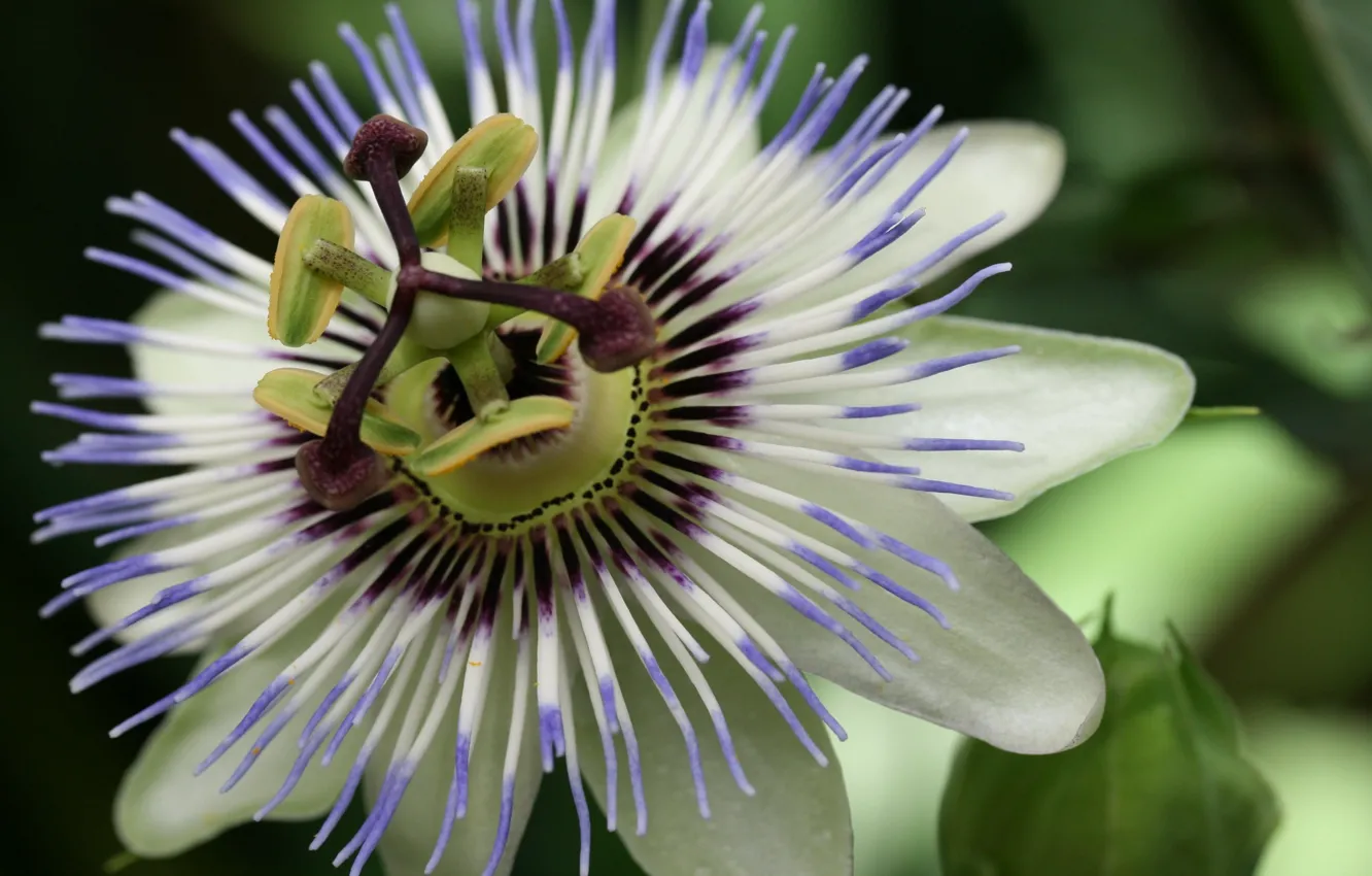 Photo wallpaper purple, flowers, green, Passionflower