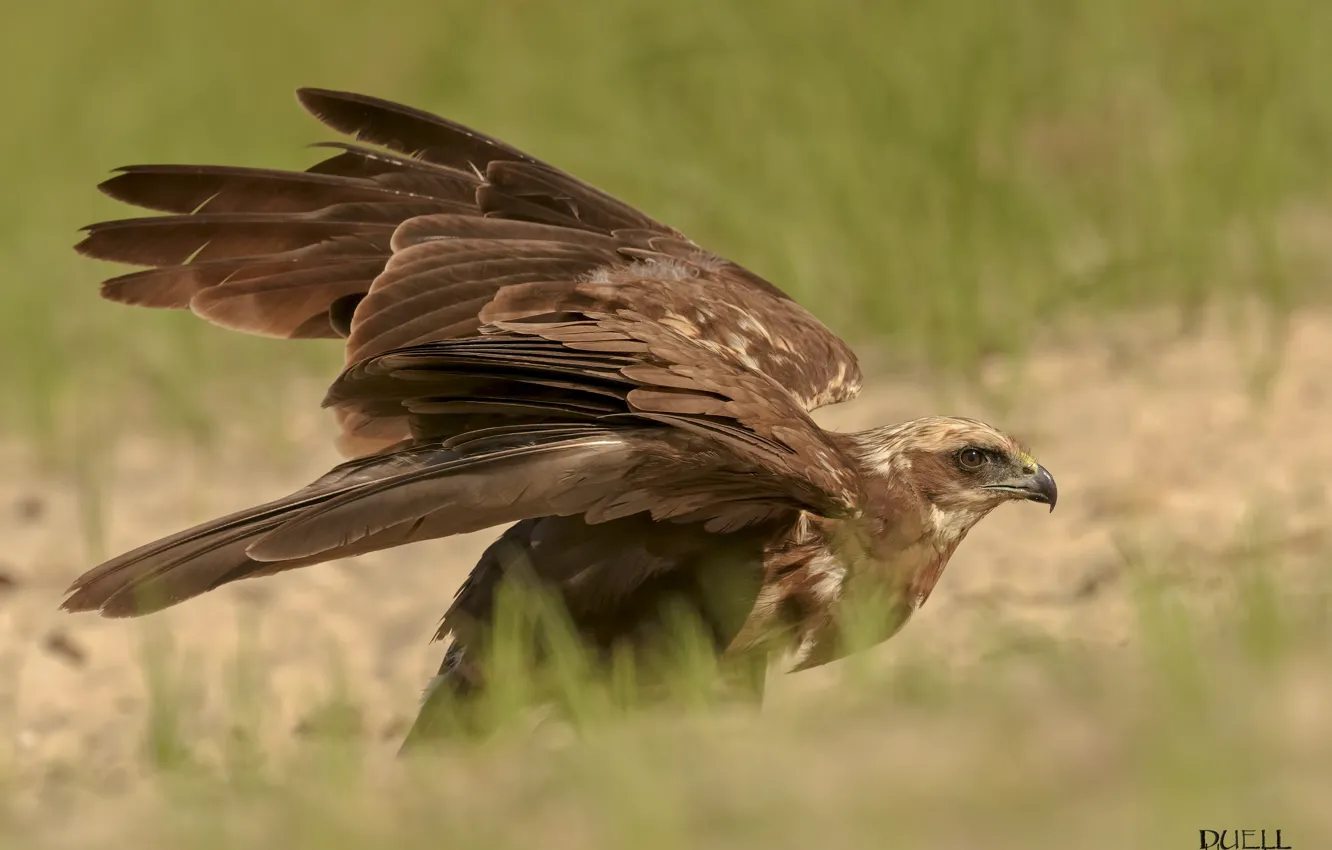 Photo wallpaper look, background, bird, bokeh, bird of prey