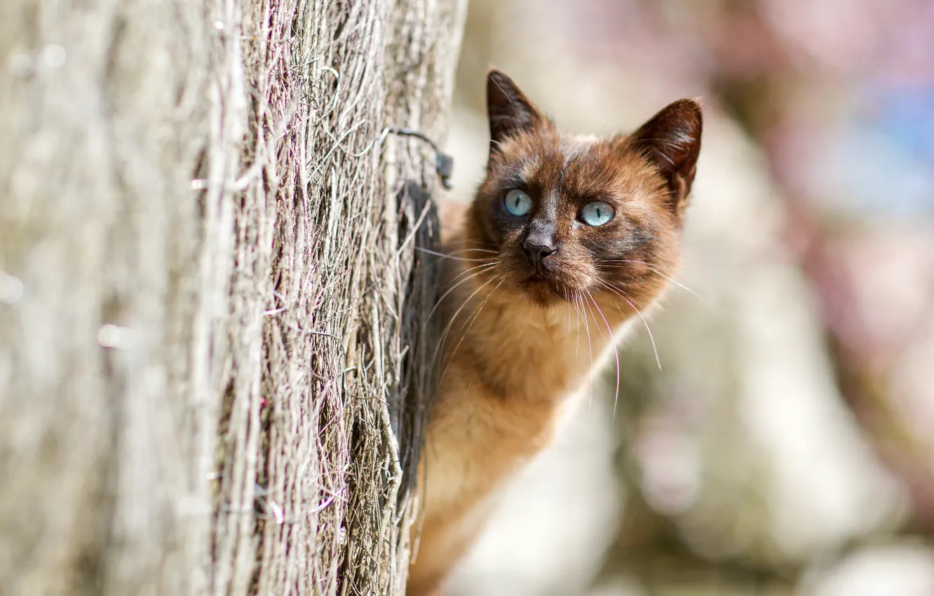 Photo wallpaper cat, Peeps, Siamese