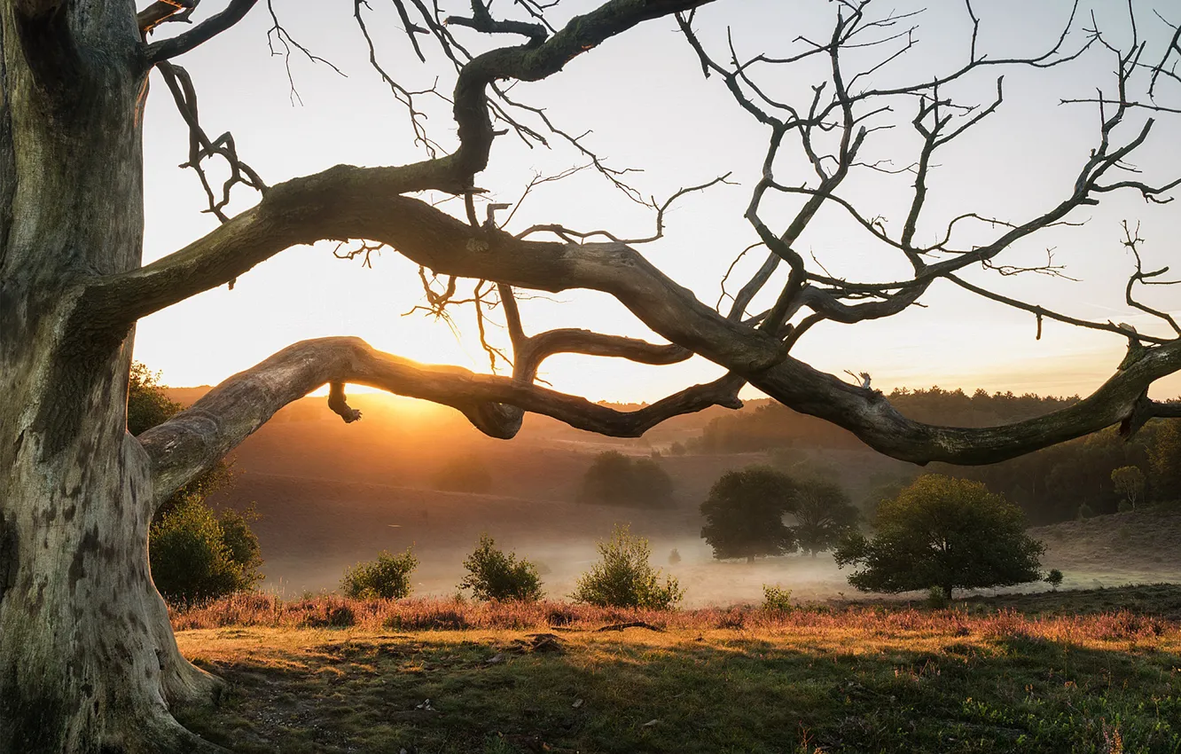 Photo wallpaper field, the sun, trees, branches, fog, tree, dawn, morning