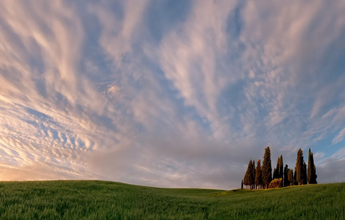 Photo wallpaper field, the sky, landscape