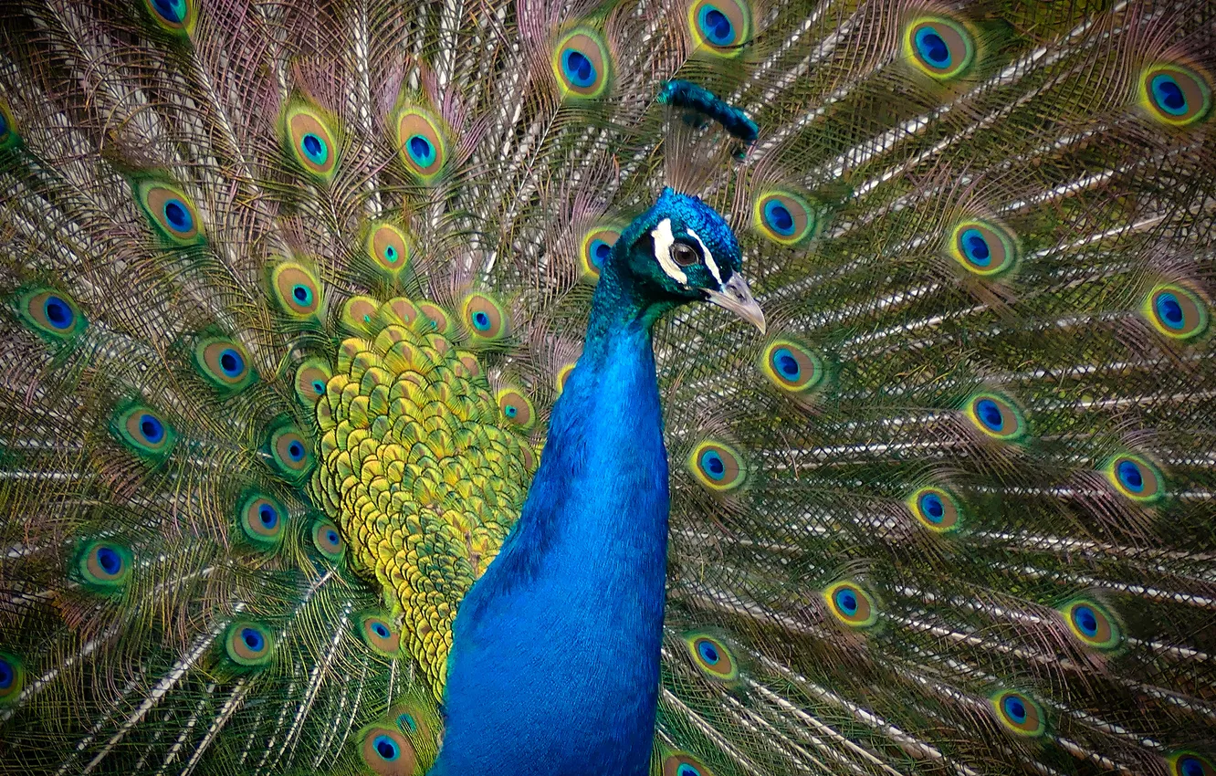 Photo wallpaper look, bird, feathers, tail, peacock