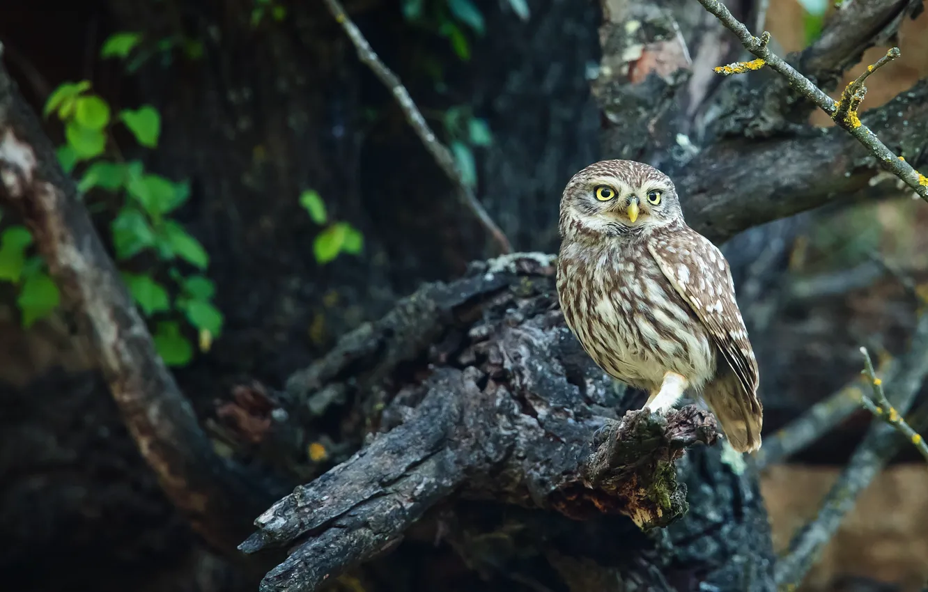 Photo wallpaper forest, look, trees, branches, pose, background, owl, bird