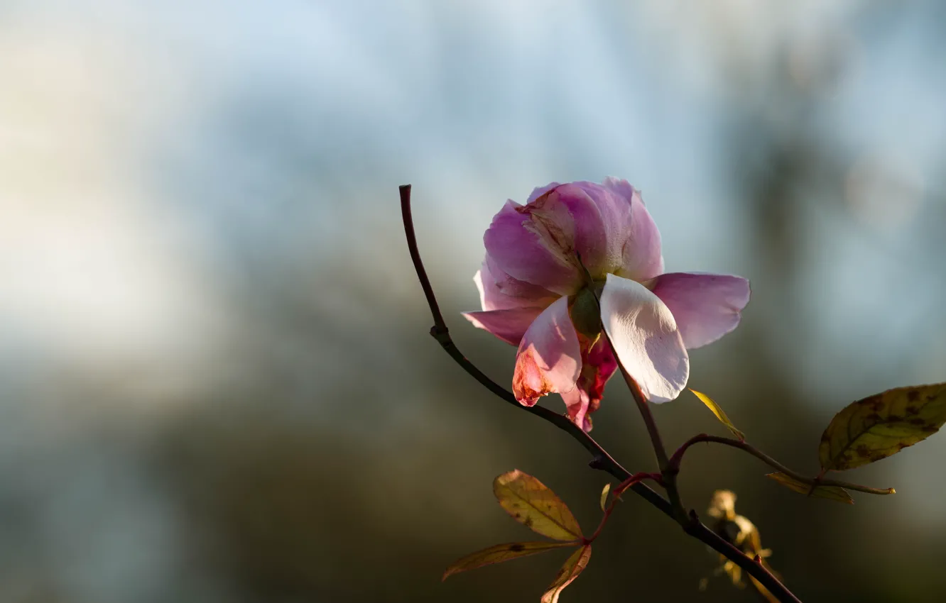 Photo wallpaper leaves, light, flowers, background, mood, roses, petals, stem
