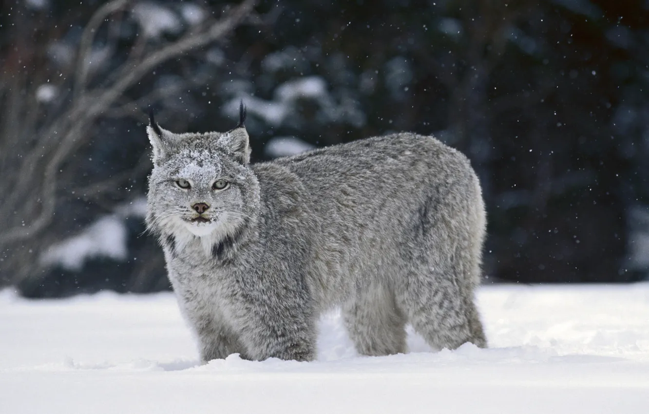 Photo wallpaper winter, snow, lynx
