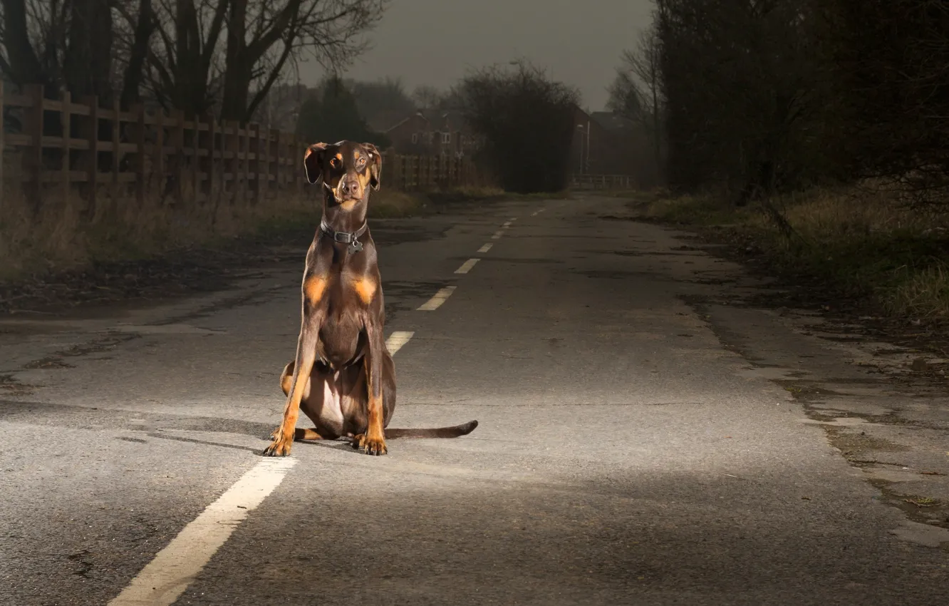 Photo wallpaper road, look, each, dog
