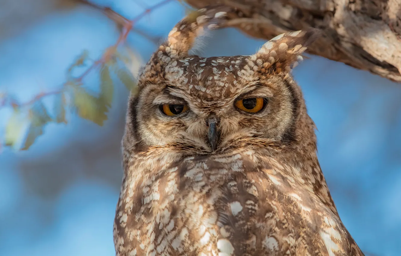 Photo wallpaper look, owl, bird, portrait