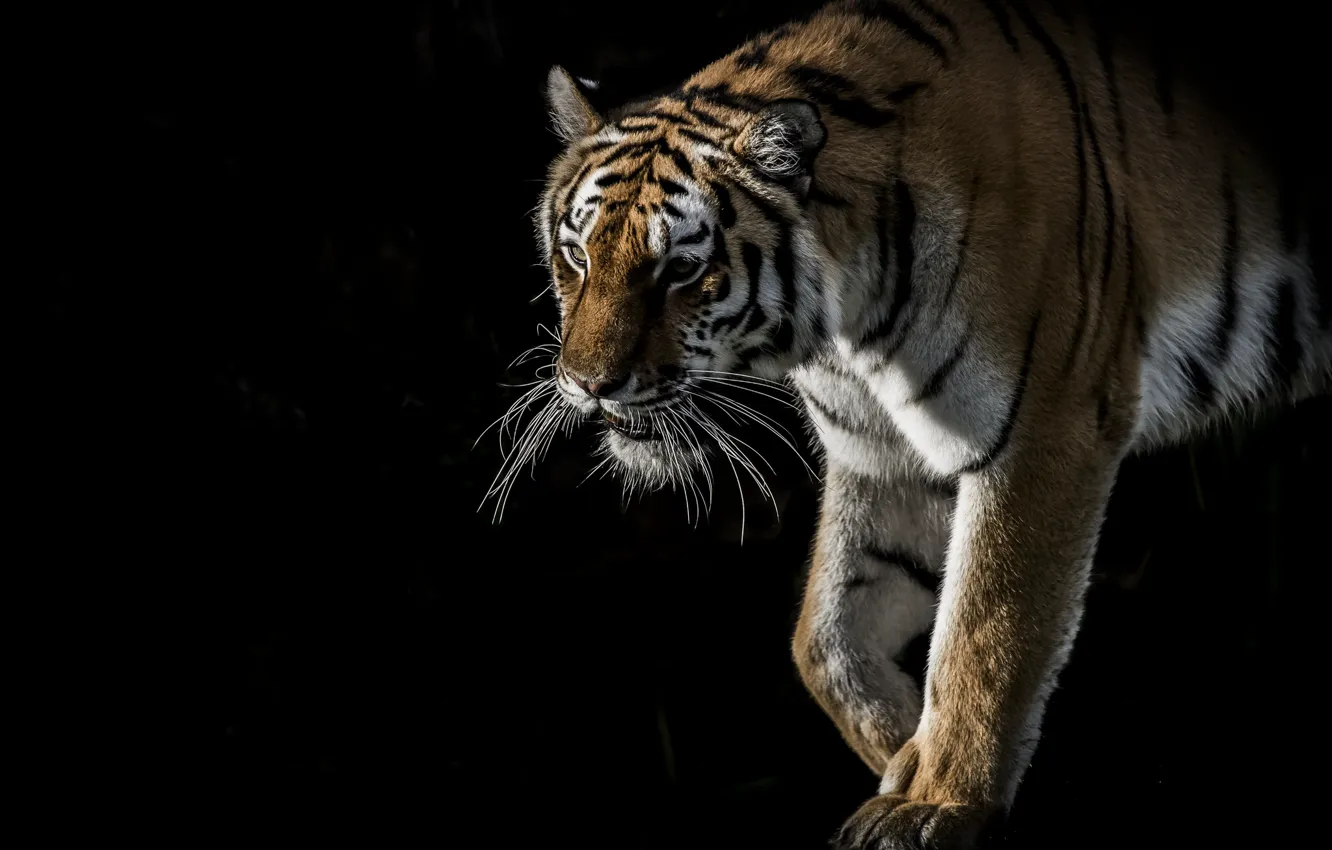 Photo wallpaper tiger, background, black