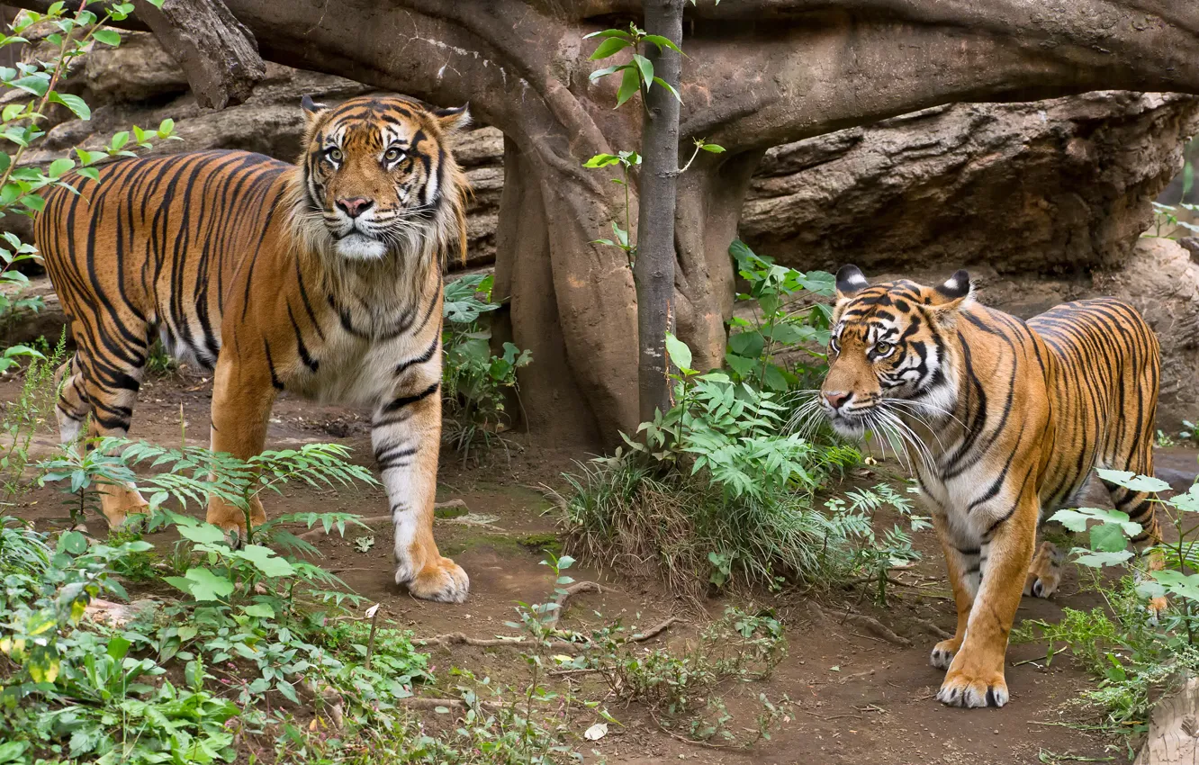 Photo wallpaper cat, grass, tiger, pair, Sumatran