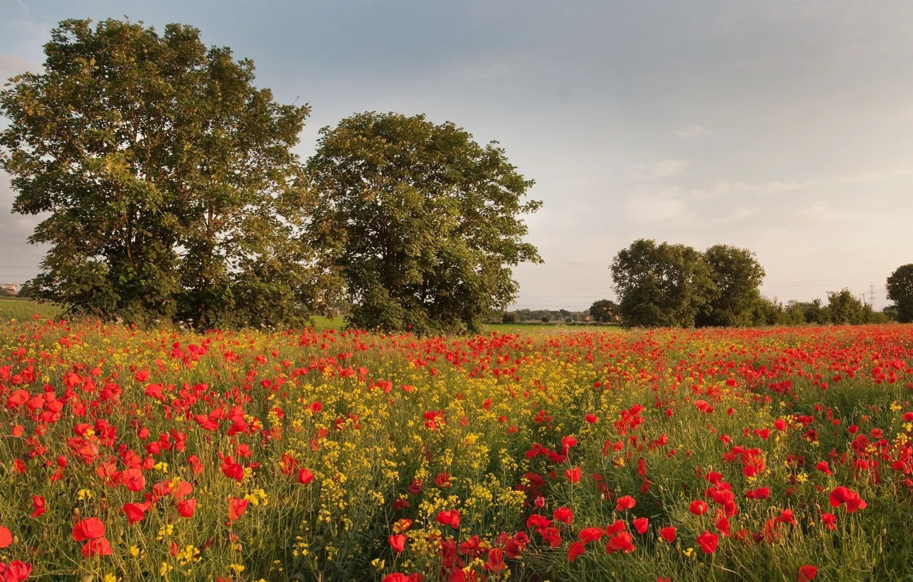 Photo wallpaper the sky, trees, Maki, Ukraine, the village, rape