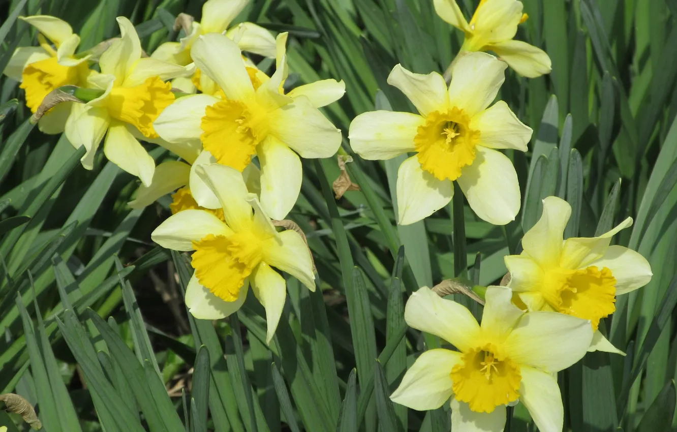 Photo wallpaper flowers, yellow, daffodils, spring 2018, mamala ©