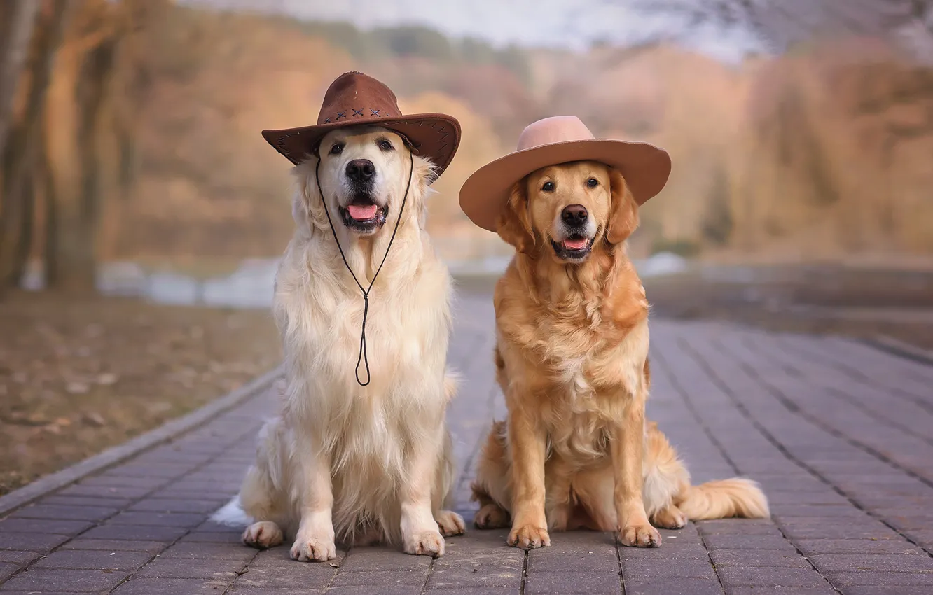 Photo wallpaper animal, dog, hat, pair, Retriever, Golden Retriever, Victoria Dubrovskaya