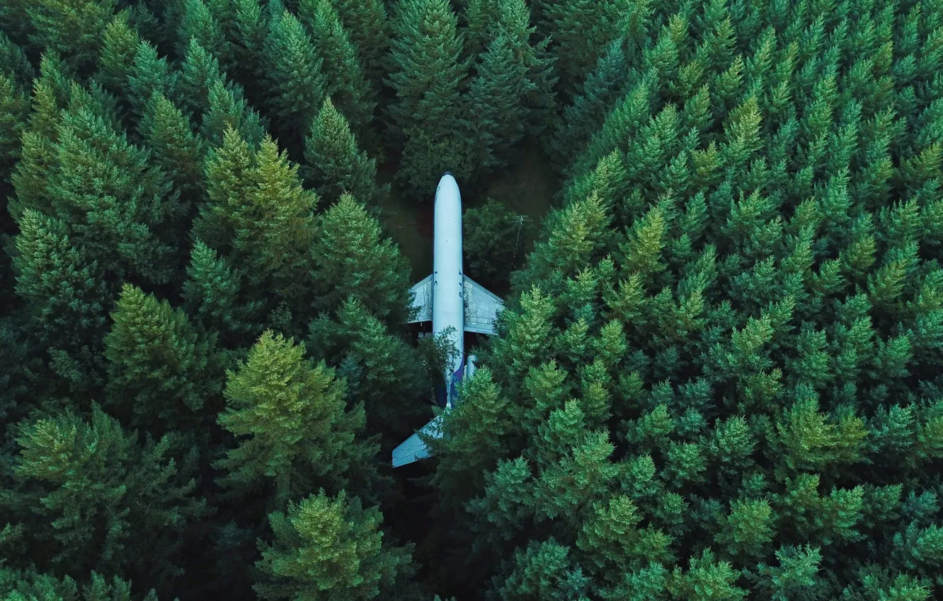 Photo wallpaper trees, airplane, top view